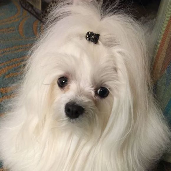 Meet your Posher, Julia - Picture 1 of 1